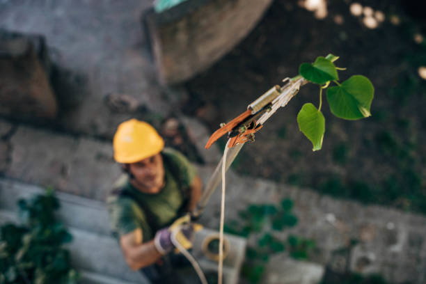 How Our Tree Care Process Works  in Taft, FL